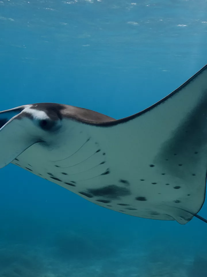 Découvrez le Manta Month au Holiday Inn Resort Kandooma aux Maldives, une célébration dédiée à la conservation des raies manta et à leur impact économique sur le tourisme.